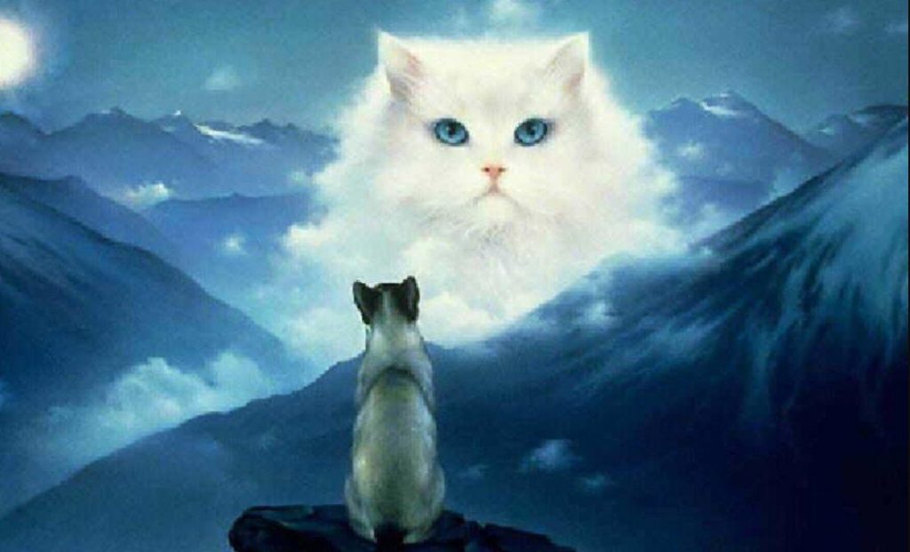Rüyada Kedi Görmek Ne Demektir? Rüya Tabirleri