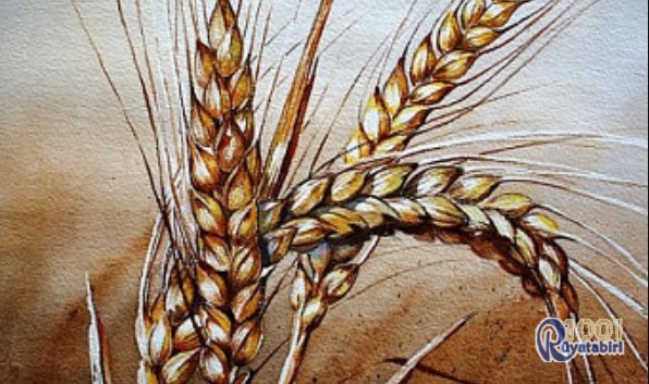 Rüyada Buğday Görmek Neye İşarettir? Dini, İslami, Diyanet