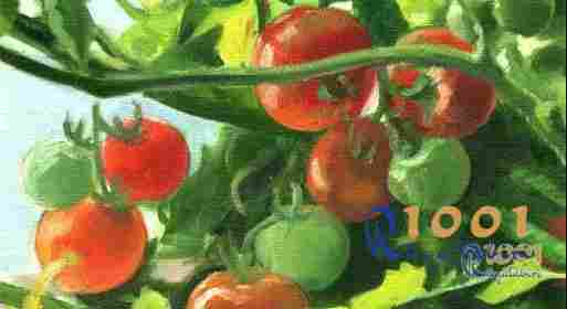 ruyada domates gormek-ruyada domates toplamak-ruyada domates yemek