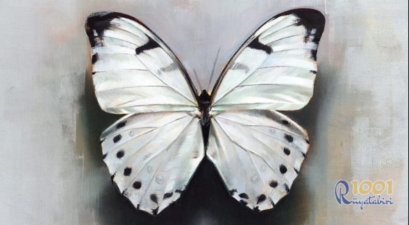 Rüyada Beyaz Kelebek Görmek-Rüyada Kelebek Görmek
