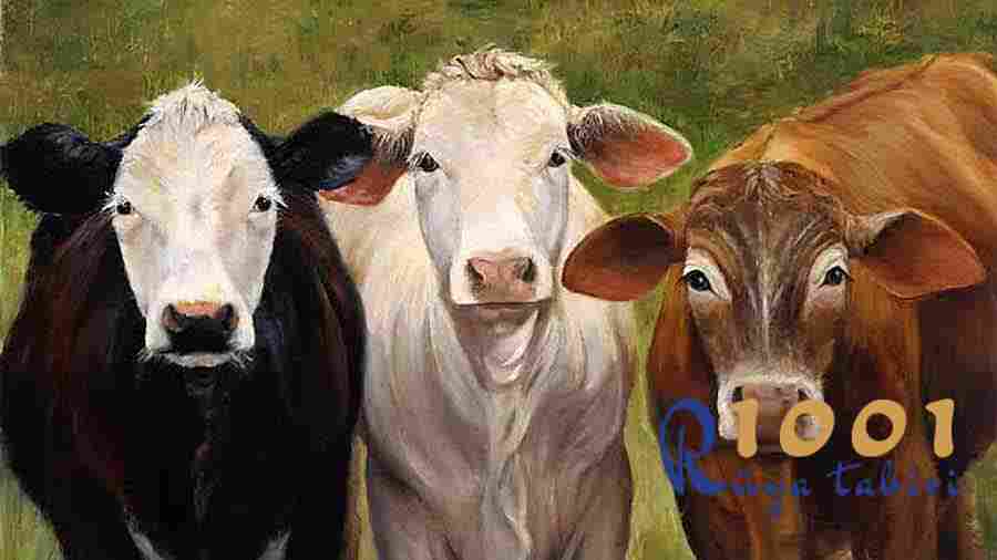 Rüyada Sığır Görmek (Dana, İnek, Öküz, Tosun) - 1001RuyaTabiri.com