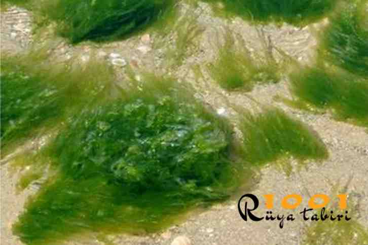 ruyada yosun gormek-ne demek-diyanet-ruyada yosun yemek toplamak-derede suda denizde