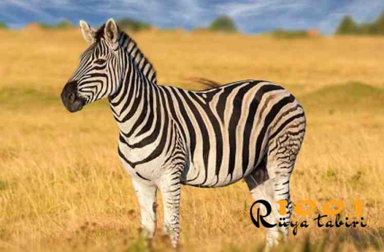 ruyada zebra gormek ne demek diyanet-ruyada zebraya binmek avlamak oldurmek diyanet-1001ruyatabiri