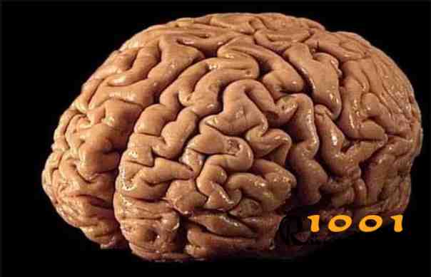 ruyada beyin gormek-beyin kanamasi gecirmek-ruyada beyin yemek-beyin ne demek diyanet 1001ruyatabiri